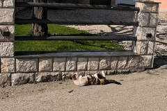 Cinematic-Whoosh.00_01_57_21.Still002